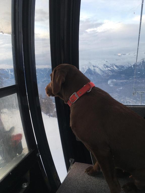 Domácí mazlíčci ubytovaní s hosty v ubytování Chalet Alpin suisse