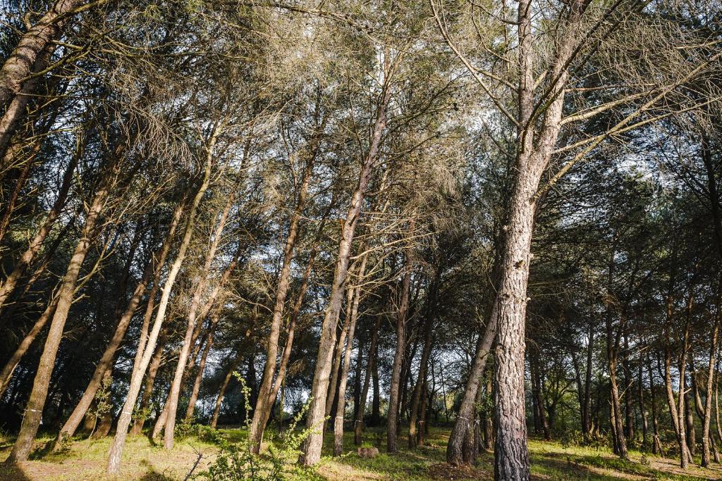 grupa wysokich drzew w lesie w obiekcie Ad un passo da Cisternino - Trulli con Foresta, Bici e Barbecue w mieście Cisternino