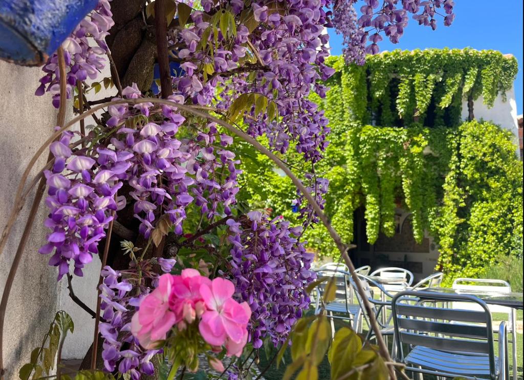 a bunch of purple flowers hanging from a wall at Hotel Rural las Cinco Ranas in Brazatortas