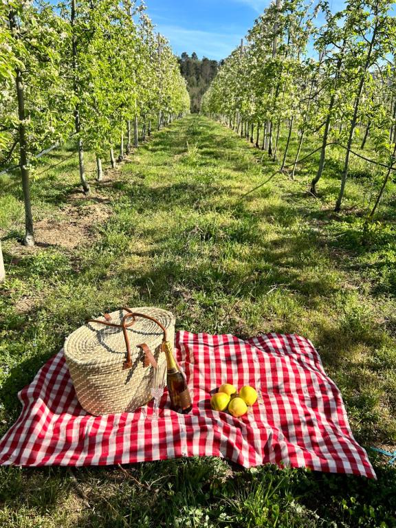 una manta de picnic con una cesta de manzanas y una botella de cerveza en Casa Vicente, en Lamego