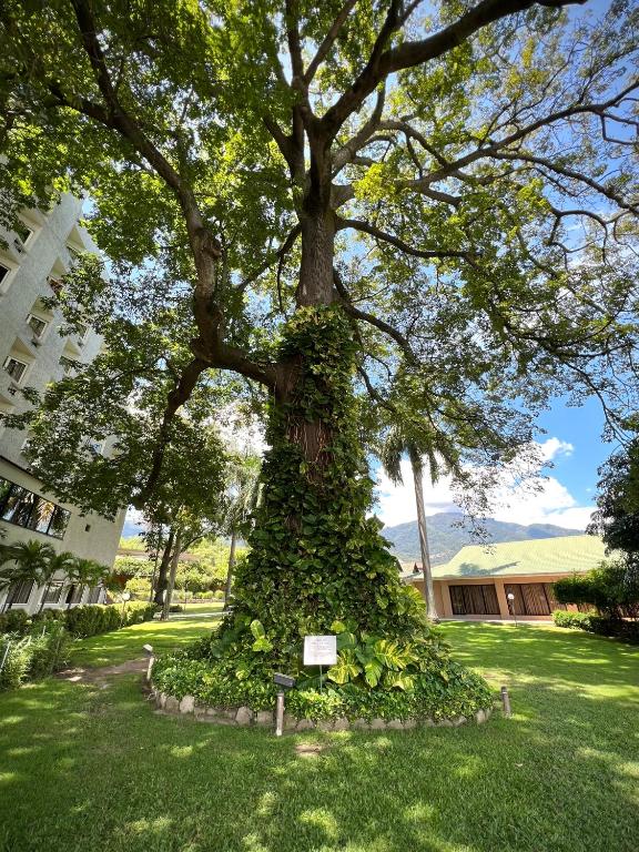 a tree covered in ivy next to a building at Copantl Hotel & Convention Center in San Pedro Sula
