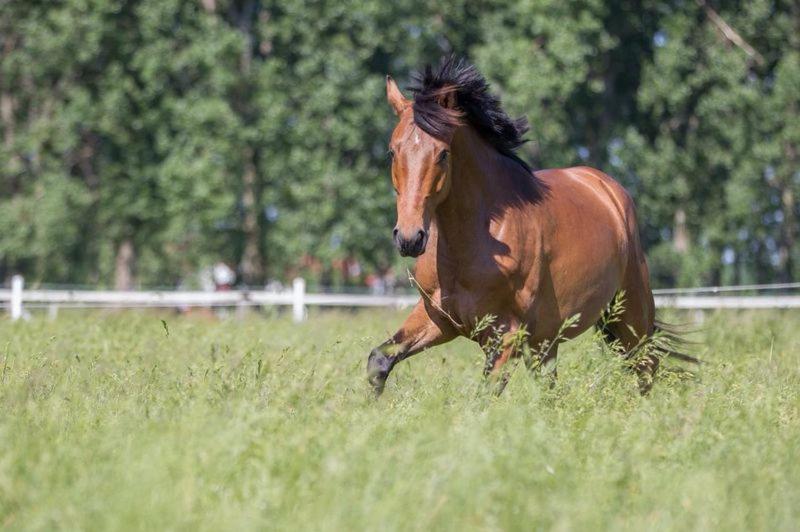 Koń biegający na polu wysokiej trawy w obiekcie Pferdeidylle direkt neben Berlin in Dallgow w mieście Dallgow