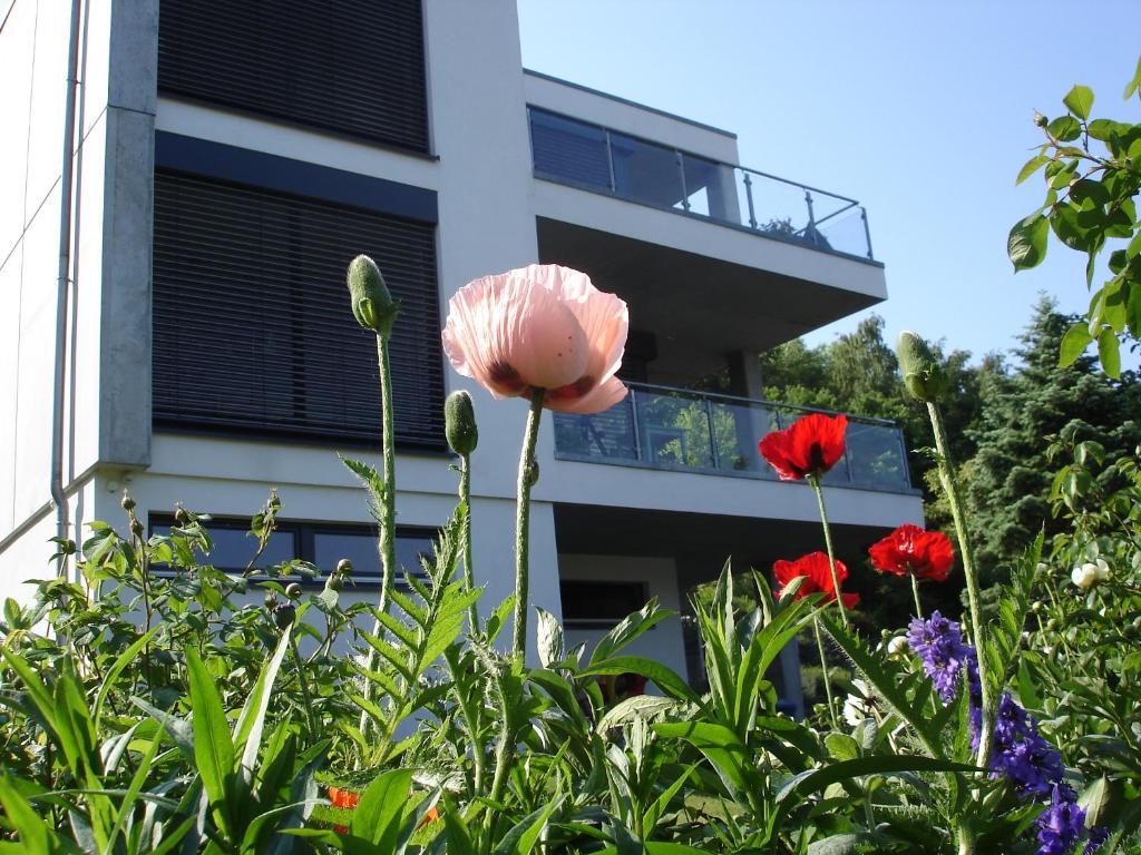 eine rosa Blume in einem Garten vor einem Gebäude in der Unterkunft Potenberg 4a by Rujana in Binz