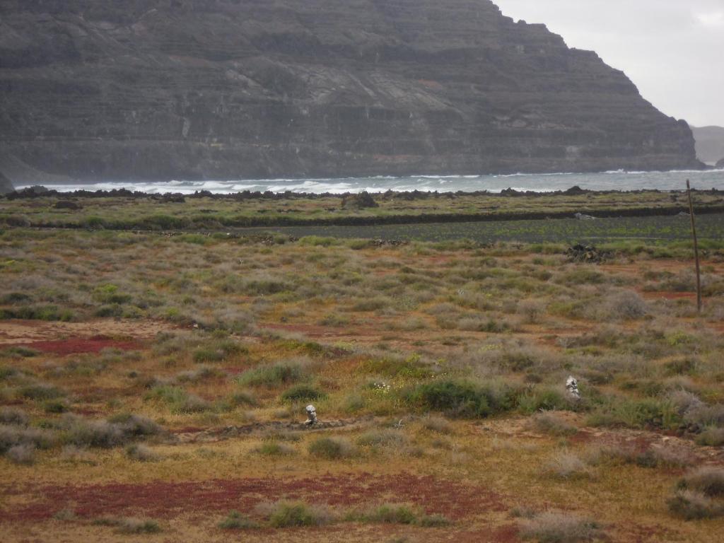 two animals standing in a field near the ocean at Tranquilo y Acogedor Apartamento in Órzola