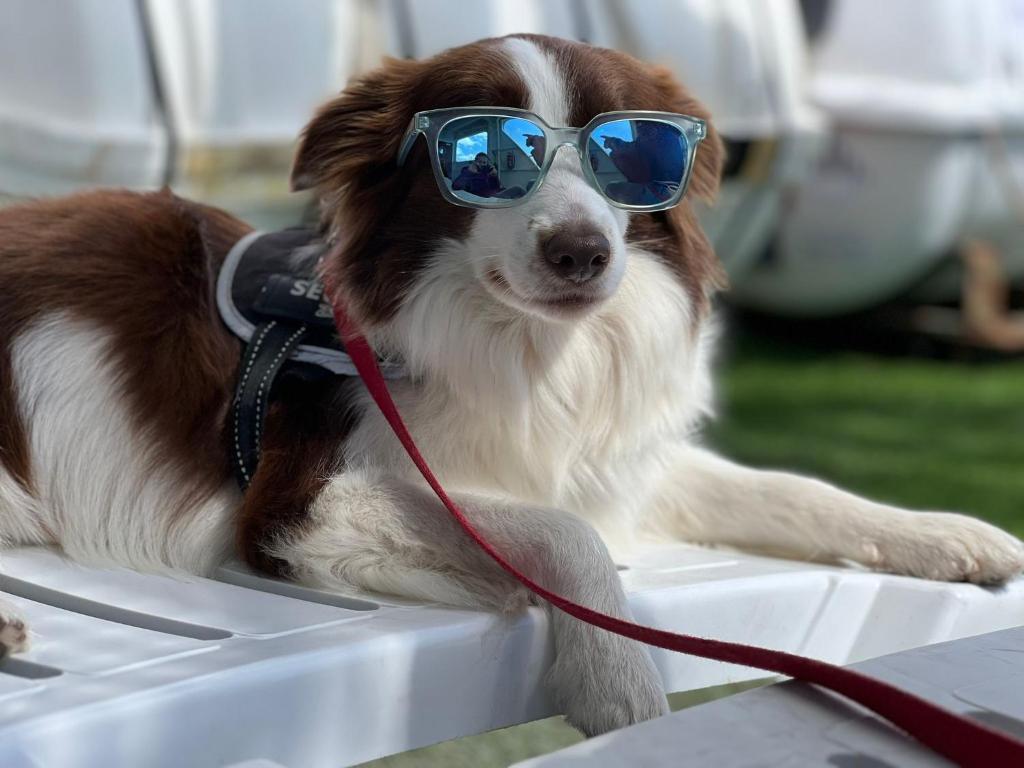 a brown and white dog wearing sunglasses on a boat at Casa Lia and friends in Playa Blanca