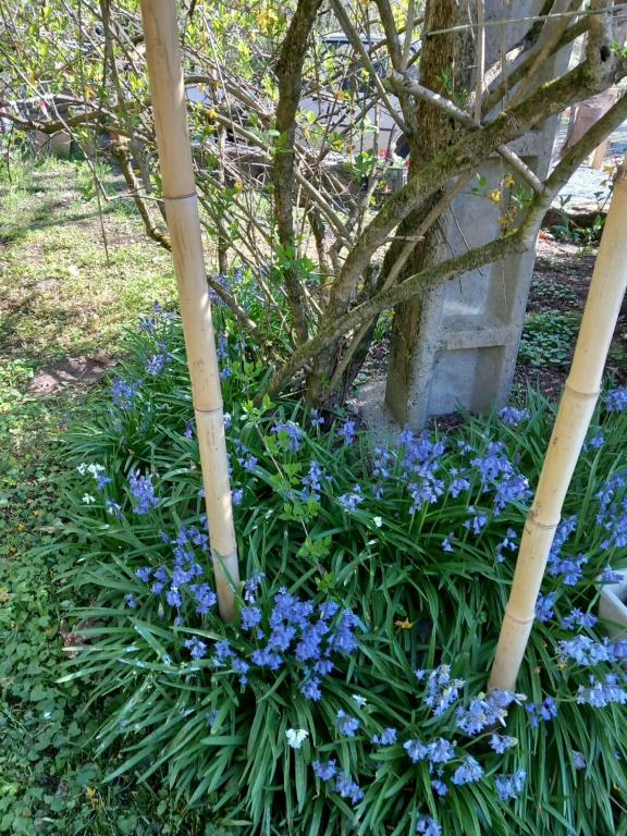Zahrada ubytování Cèdres Bleus de Joany chez Nathalie
