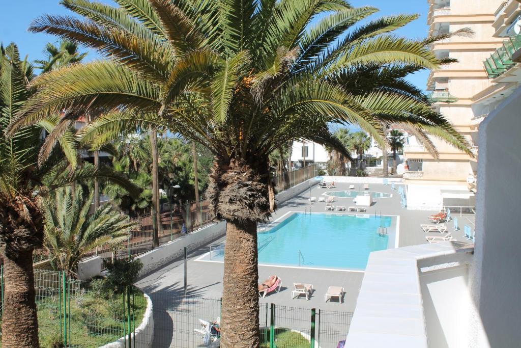 a palm tree next to a swimming pool at Playa Honda LA in Playa de las Americas