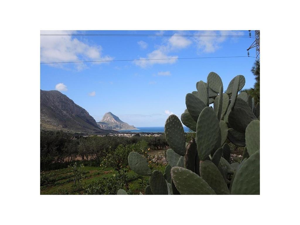 a cactus with a view of the ocean and mountains at B&B Raggio Verde in Castelluzzo