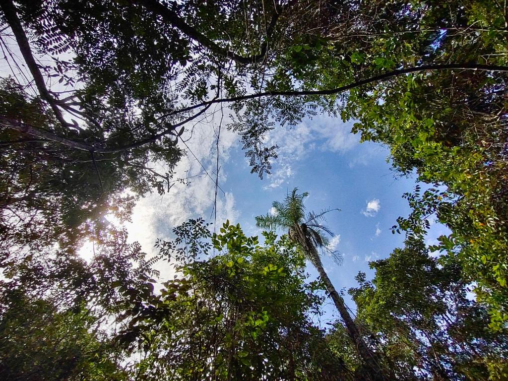 a view of the sky through the trees at Vila Floresta - Chalé Pato Mergulhão in Alto Paraíso de Goiás