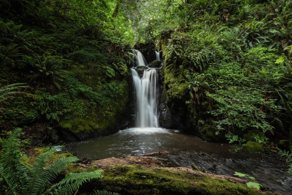 a waterfall in the middle of a jungle at Taylor Creek Lodge in Gold Beach