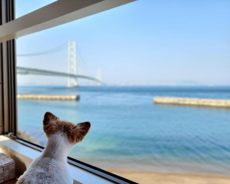 a cat looking out a window at the ocean at Tiz wan 明石大橋 in Awaji