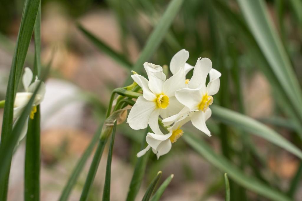 Fotografie z fotogalerie ubytování Agriturismo Pozzo Fiorito v destinaci Castiglione delle Stiviere