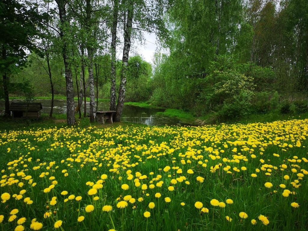 um campo de flores amarelas num parque em Nad stawem em Mrągowo