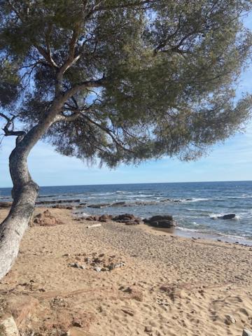 un albero su una spiaggia sabbiosa vicino all'oceano di Le Poseidon a Saint-Raphaël