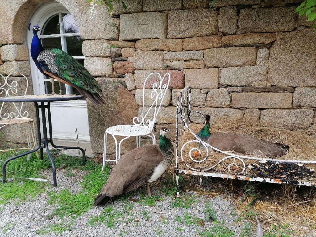 Zvířata v bed and breakfast nebo okolí
