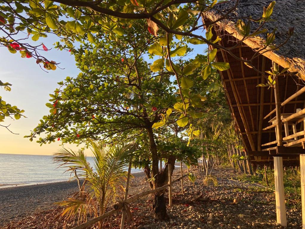 a tree on the beach next to a house at Kasa Raya By The Sea in Tibiao