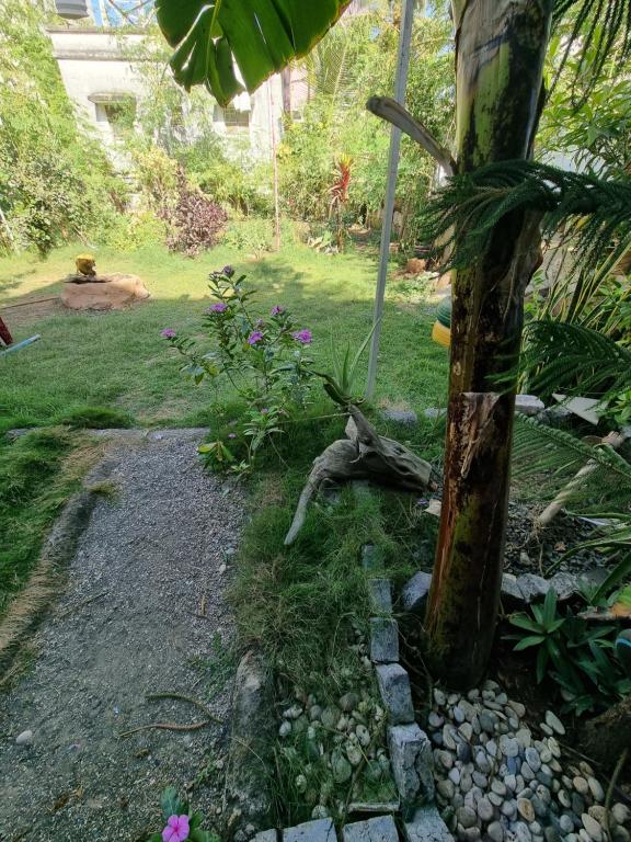a garden with a palm tree and some rocks at Dream Vision Guest House in Diu