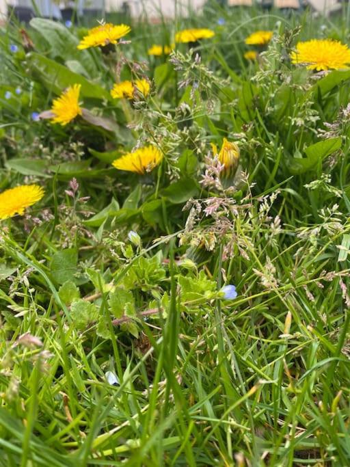 Vonkajšia záhrada v ubytovaní Chez Juline - Gîte Nature et Bien-être