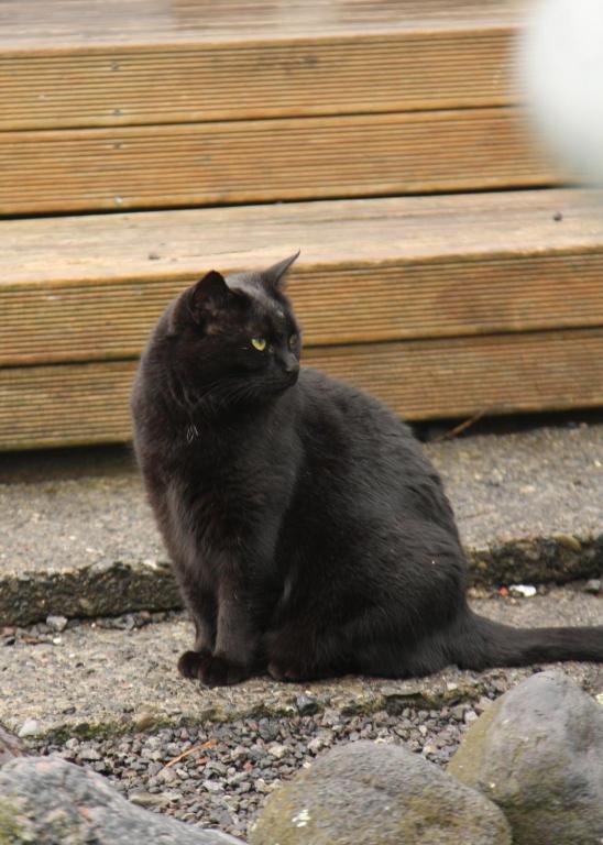 Tony's Lodge - Resim 22