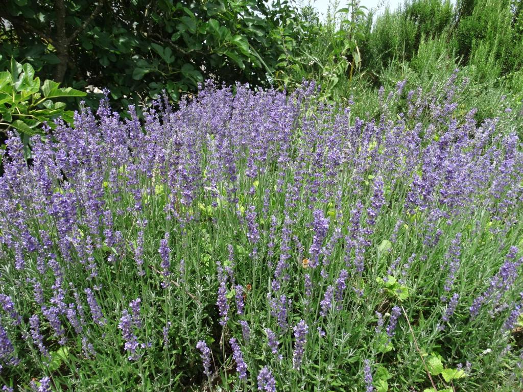 Ogród w obiekcie La Geneste un gîte dans la campagne sarladaise