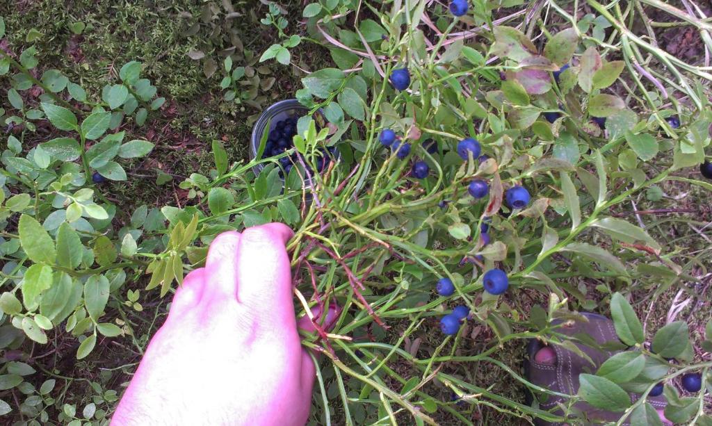 A garden outside Byt Zuzana