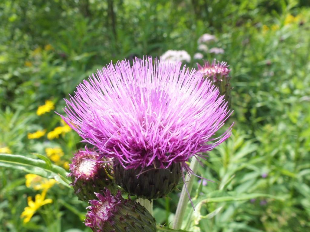 A garden outside Byt Zuzana