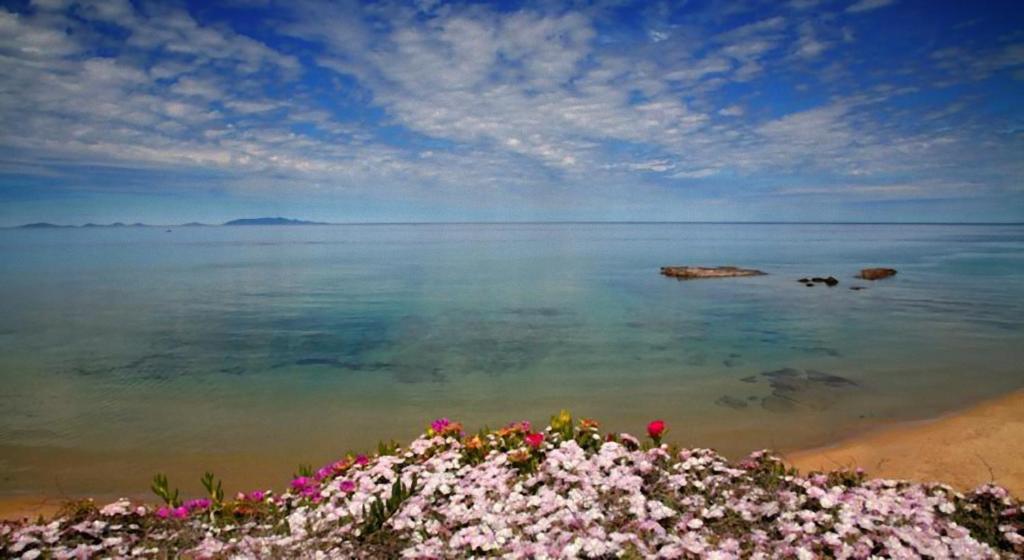 - une vue sur l'océan avec des fleurs sur la plage dans l'établissement Casa Terme Romane, à Castelsardo