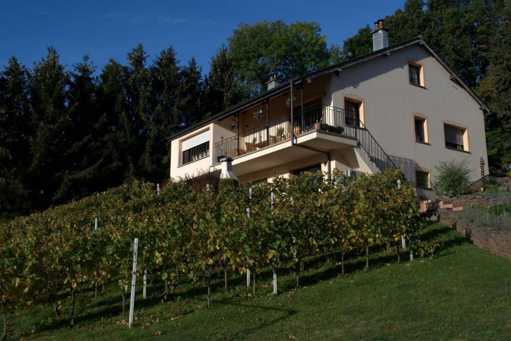 ein Haus auf einem Hügel mit Büschen in der Unterkunft CasaVitis Erholung am Weinberg in Lontzen