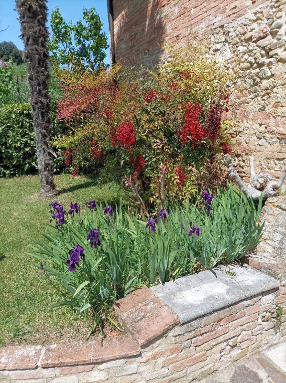 A garden outside Vignano40