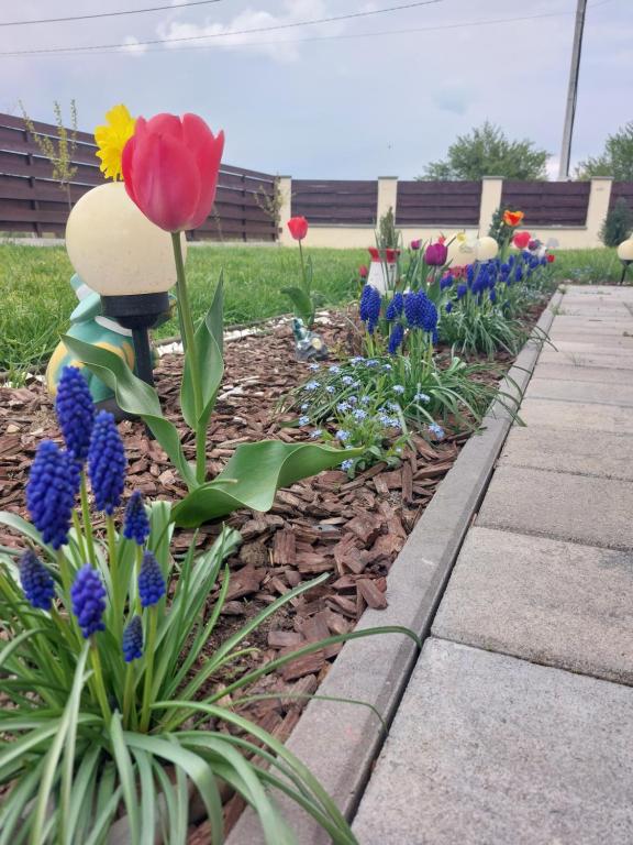 Zahrada ubytování Pensiunea Daria