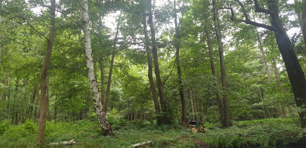 SPREE Hotel in der Altstadt - 3