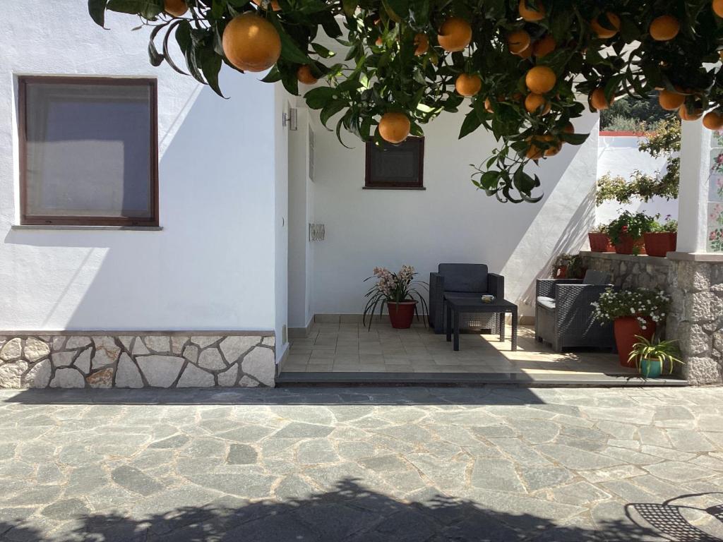 een sinaasappelboom voor een huis met een stoel bij B&B Casetta Minghitto in Anacapri