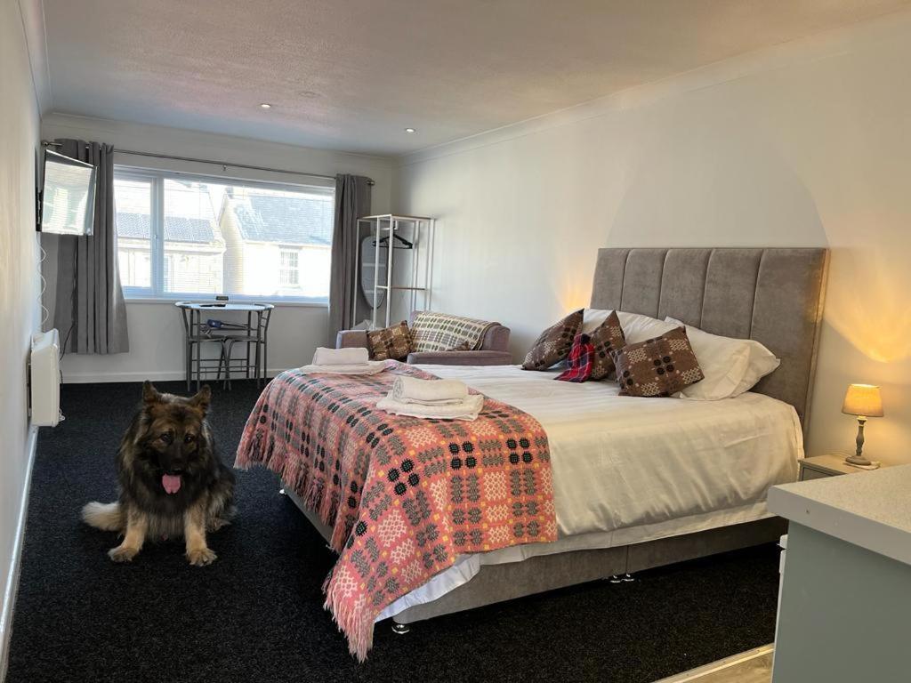 a dog sitting next to a bed in a bedroom at Traeth Rooms in Cardigan