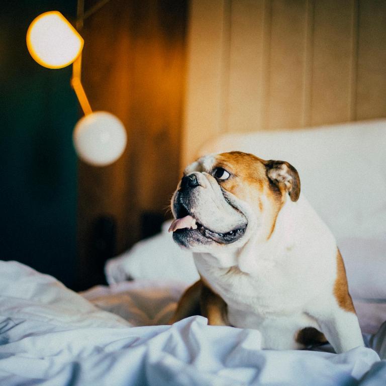 a brown and white dog sitting on a bed at ICON Rosetó in Palma de Mallorca