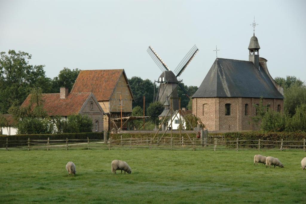 a group of sheep grazing in a field in front of a windmill at Cosy appartement Kur 62 Hasselt in Hasselt