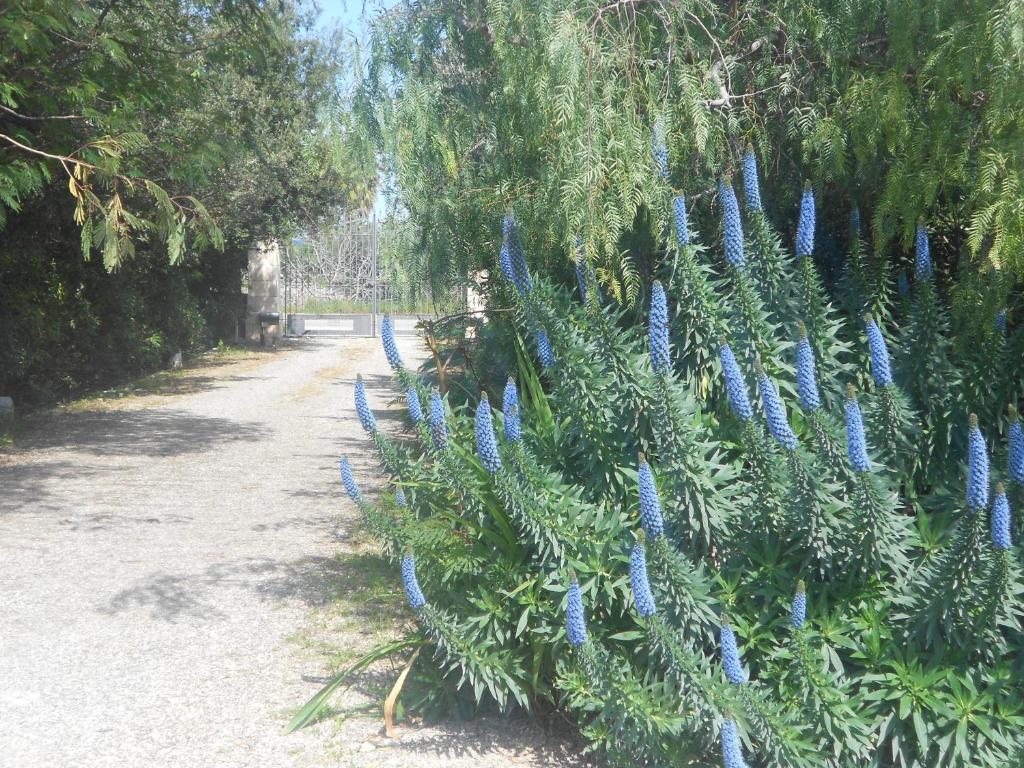 Сад в B&B Tenuta Martinelli