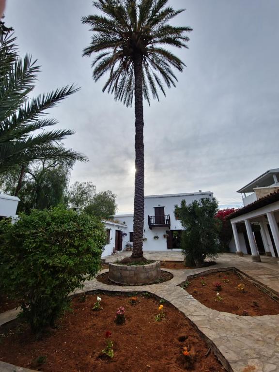 eine Palme mitten im Innenhof in der Unterkunft Cyprus Village House in Kyrenia