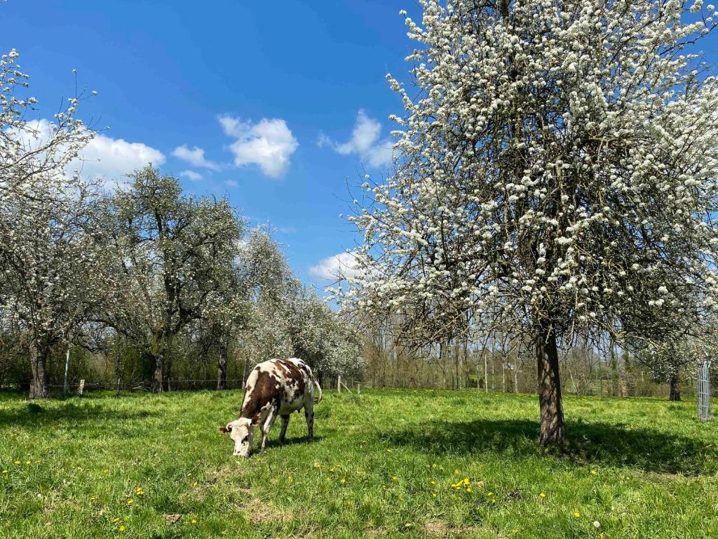 Zvieratá v dovolenkovom dome alebo blízkom okolí