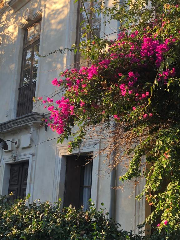 Une bande de fleurs roses sur le côté d'un bâtiment dans l'établissement L' îlot des îles, à Cuxac-dʼAude