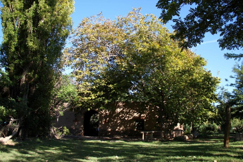 a large tree in the middle of a field at Rancho Por Fin in Barreal