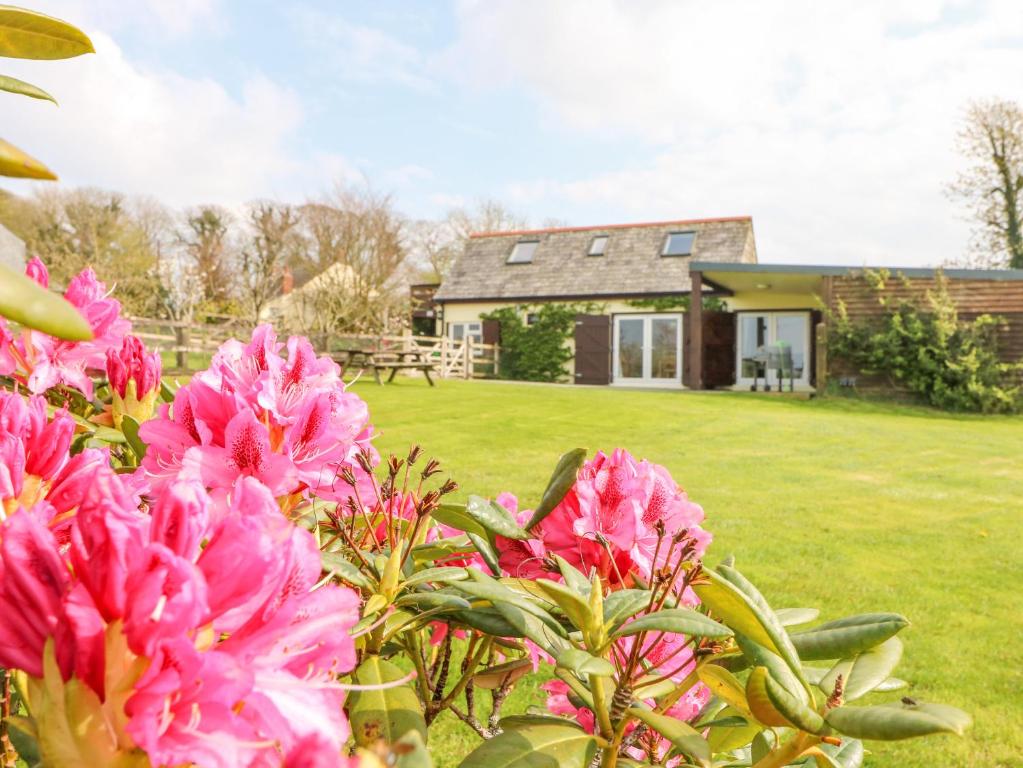 a house with pink flowers in front of a yard at Higher Kernick Stable in Bodmin