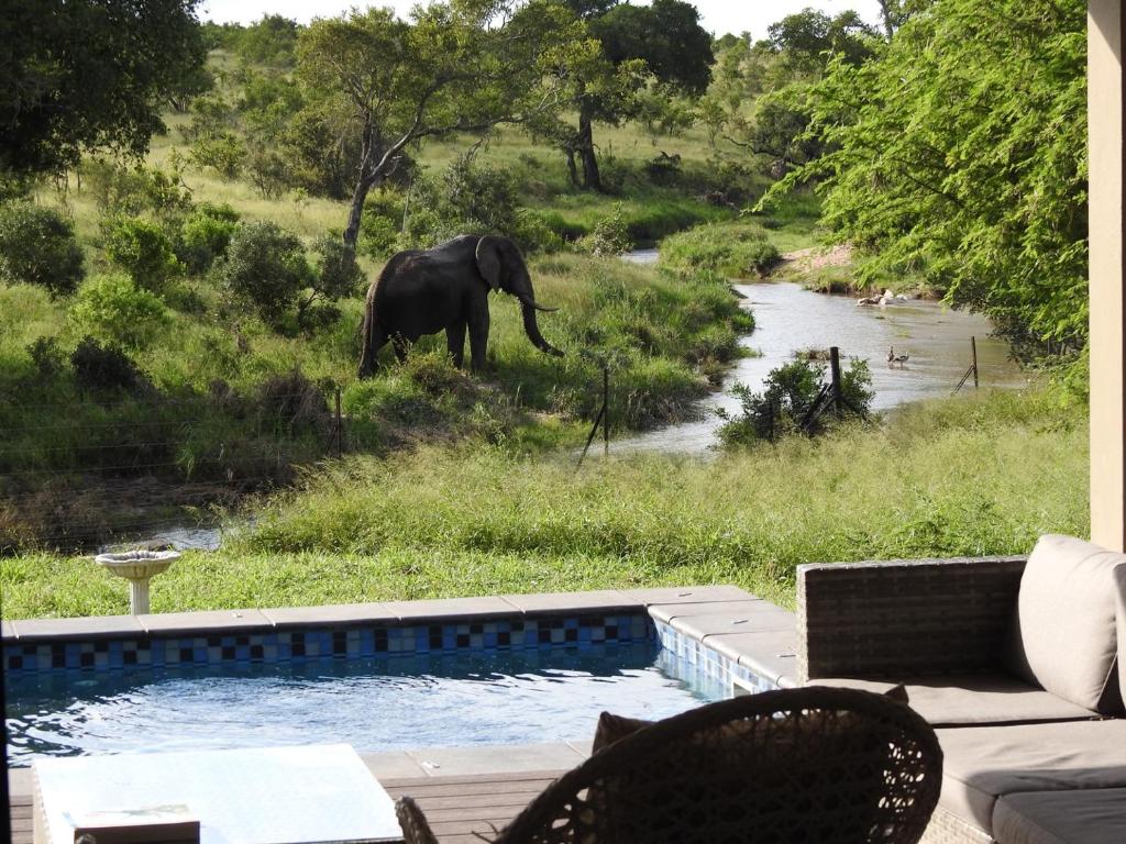 赫克托斯普雷特的住宿－Barn Owl Lodge, Mjejane Game Reserve, Greater Kruger Park，一只大象在游泳池旁的草地上散步