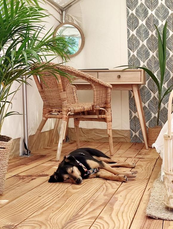 Domácí mazlíčci ubytovaní s hosty v ubytování Tranquilo Glamping