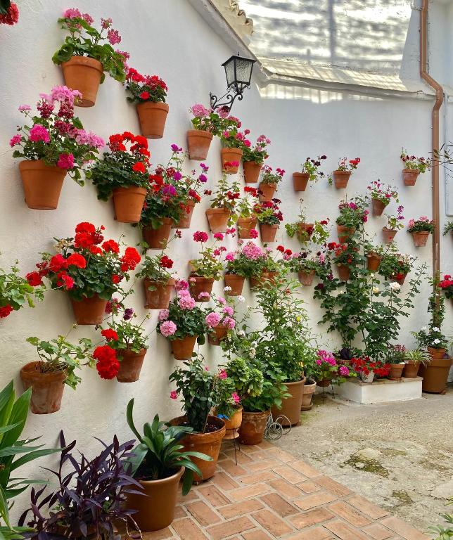 un montón de macetas en una pared en Amal Casa de huéspedes, en Córdoba