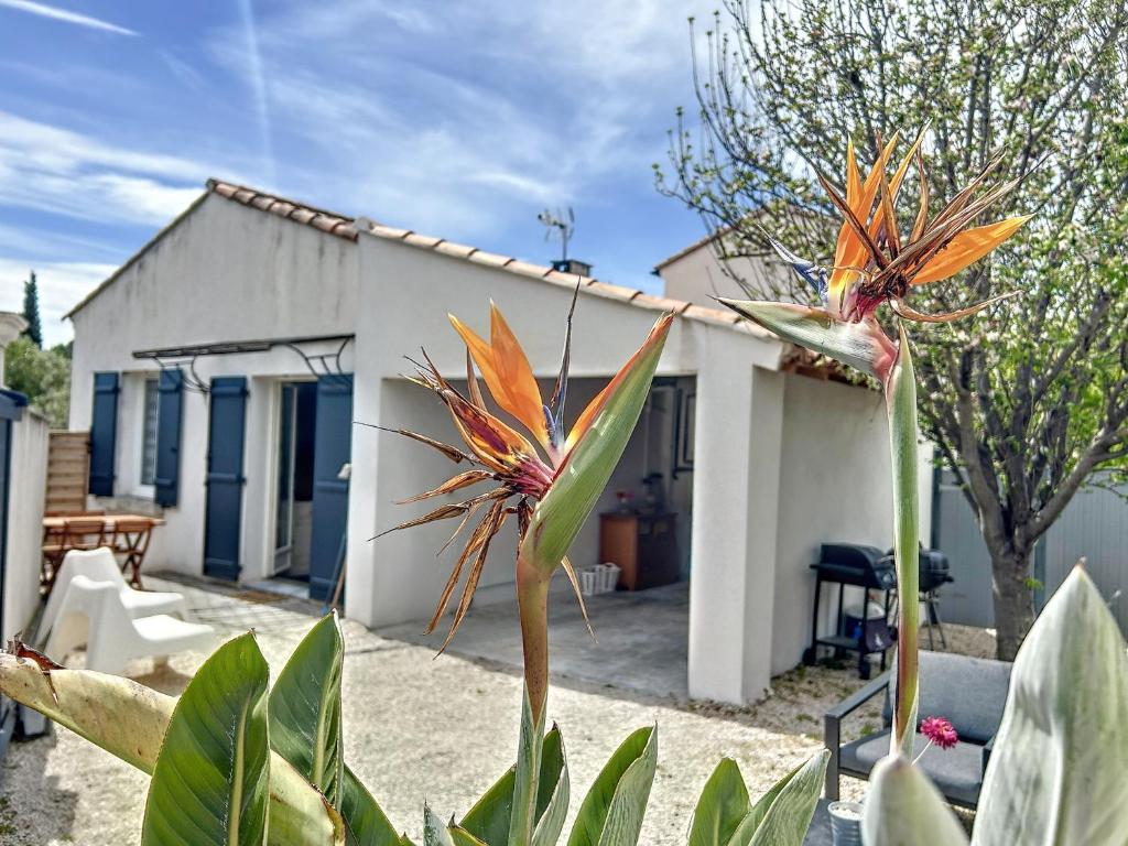 a small white house with a yard with a plant at Les oiseaux du paradis in Sausset-les-Pins