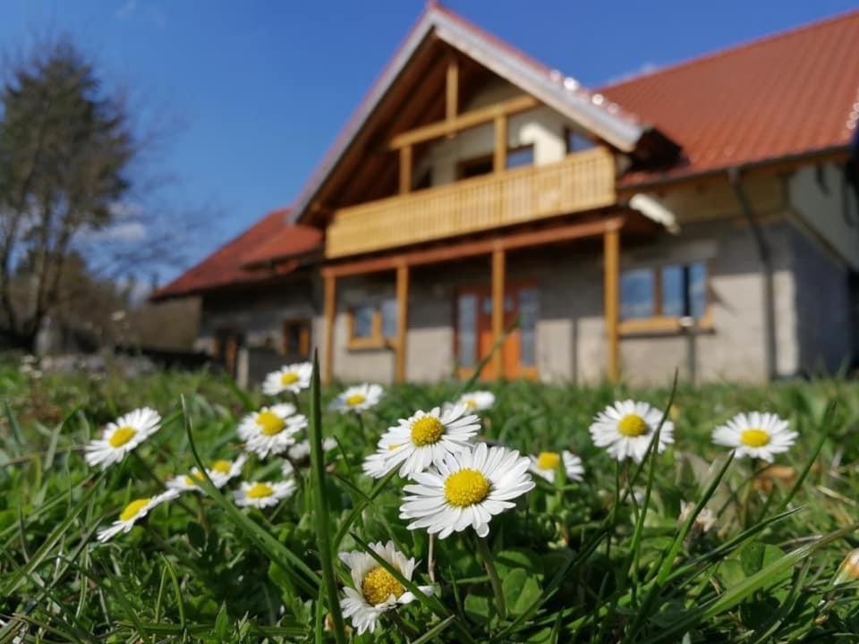 a field of daisies in front of a house at Wandertraum Johann - FeWo Eifel in Kruft