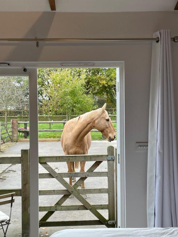 a horse standing on top of a fence at The Stable Yard @ Manor Bank Cottage in Beaulieu