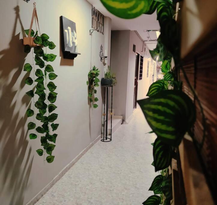 ein Flur mit einem Haufen Pflanzen an der Wand in der Unterkunft HABITACIÓN CERCA AL CENTRO DE SANTA MARTA in Santa Marta