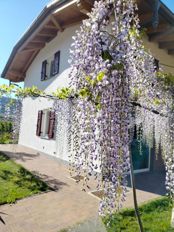 a tree covered in purple flowers in front of a house at Agritur Lavanda in Nave San Rocco