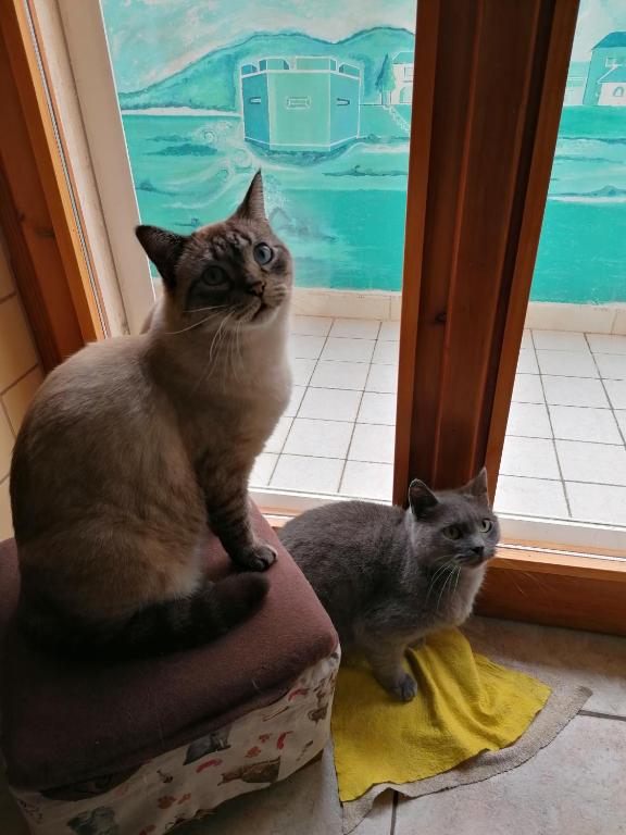 Domáce zviera alebo zvieratá hostí v ubytovaní B&B Il Giardinetto Alghero